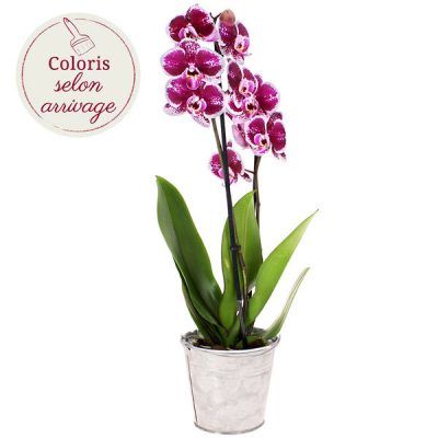 Orchidée 2 branches et son cache pot